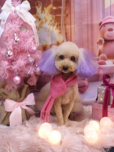 20241204ココちゃん